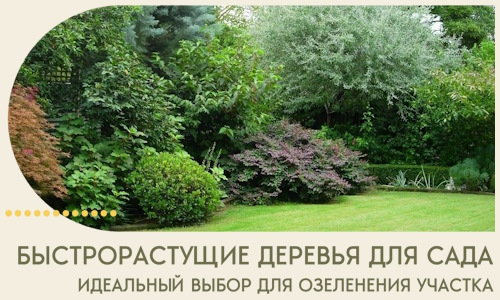 Быстрорастущие деревья для сада идеальный выбор в Качканаре