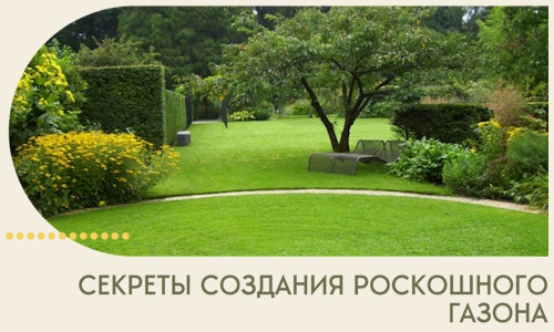 Секреты создания роскошного газона в Качканаре